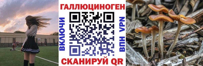 площадка какой сайт  Топки  Псилоцибиновые грибы Cubensis 